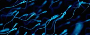 Sperm can induce immune response in the female to accept pregnancy