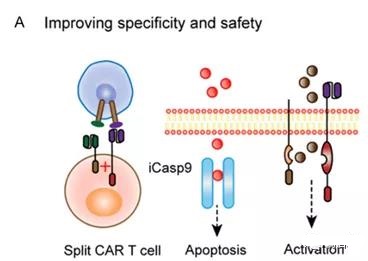 Promote innovative strategies for CAR-T cell treatment of solid tumors
