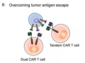 Promote innovative strategies for CAR-T cell treatment of solid tumors