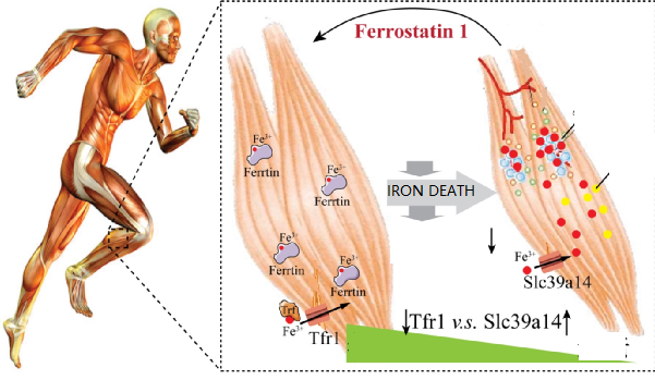 The new mechanism of iron death leading to skeletal muscle aging
