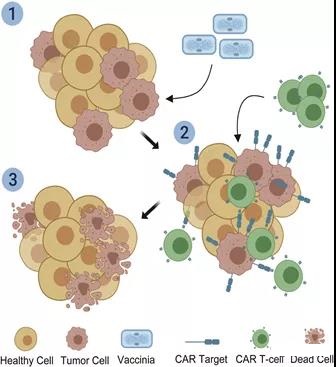 Delivery of CAR target virus to solid tumors can achieve effective cell therapy