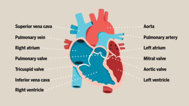 Cell blockbuster: The world's first human self-organizing heart organ