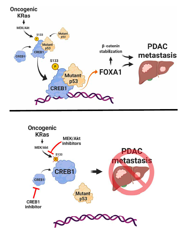 How mutant KRAS and p53 can together promote pancreatic cancer?