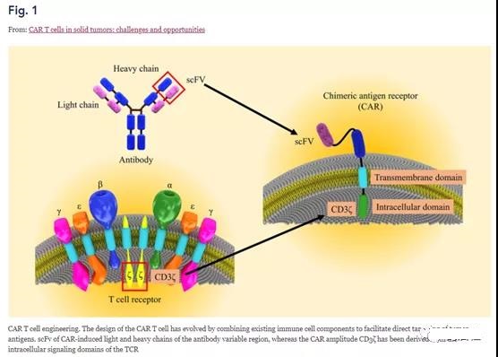 CAR T cells in solid tumors: challenges and opportunities