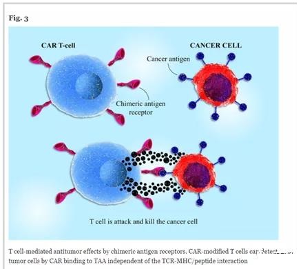 CAR T cells in solid tumors: challenges and opportunities