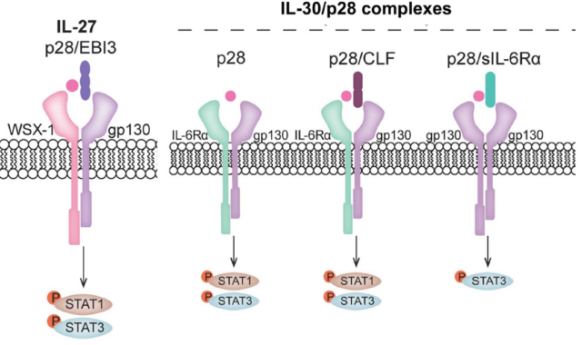IL-30:  A cytokine that promotes cancer development