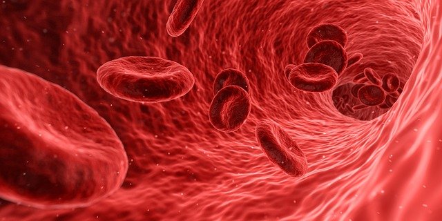 Scientists Nearing Completion of Engineered Blood Vessel Design