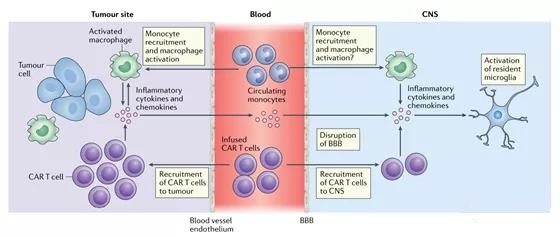 Cytokine release syndrome and related neurotoxicity of CAR-T cell therapy