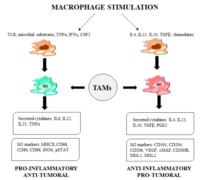 Four strategies for targeting tumor-associated macrophages