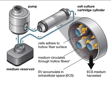 Bioreactor system for clinical scale expansion of T cells
