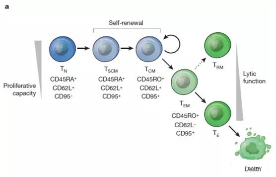 How to use non-viral methods to produce CAR T cells?