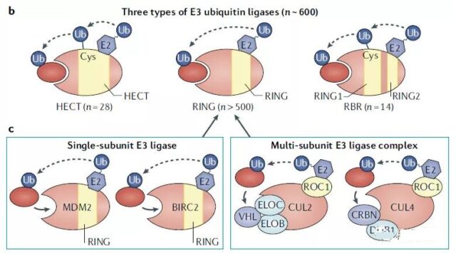 Protein degradation agents: 29 effective individuals and 7 future opportunities