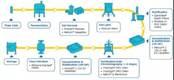 How to optimize the production of Plasmid DNA for cell and gene therapy?