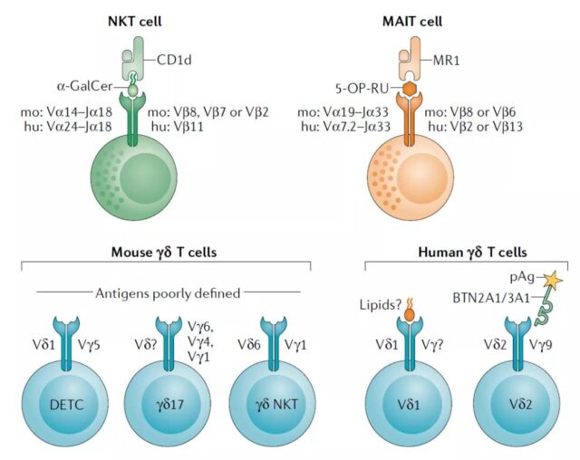 What is the difference among three atypical T cells: NKT MAIT and γδT?