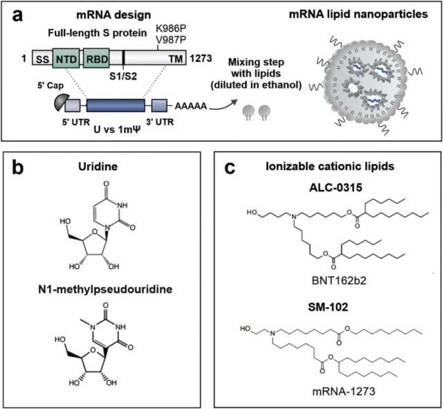 Research directions for the development and optimization of mRNA vaccines