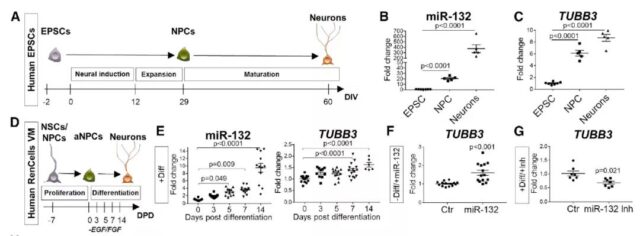 Cell Journal: This miRNA can reverse Alzheimer's memory loss