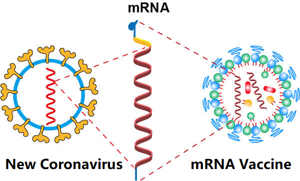 mRNA COVID-19 vaccine may not be so perfect as imaged