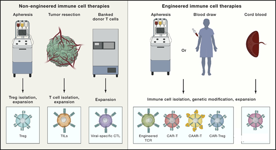 The emerging vision of immune cell therapy