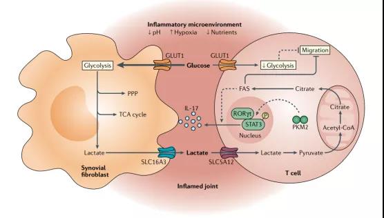 Immunomodulatory of lactic acid in inflammation/tumor microenvironment