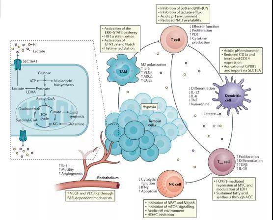 Immunomodulatory of lactic acid in inflammation/tumor microenvironment