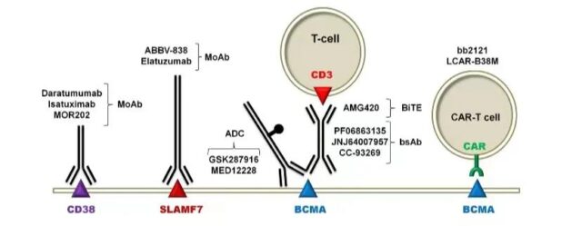 Success and failure of CAR-T and double antibodies based on BCMA target