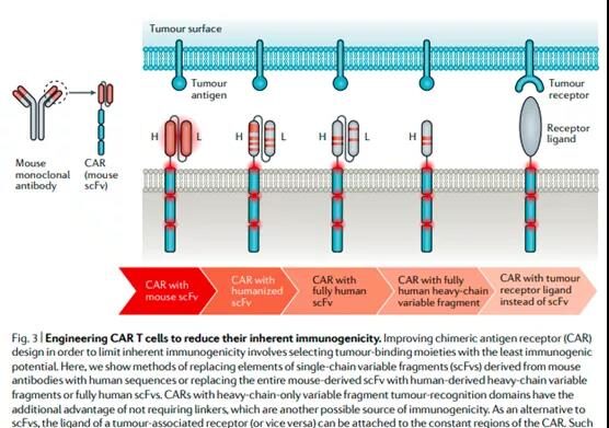What is the immunogenicity of CAR-T cells in cancer treatment?