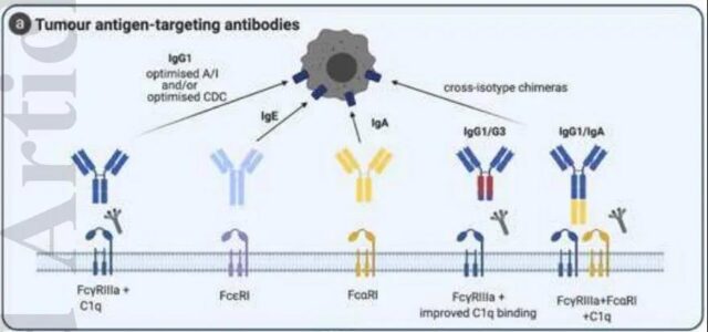 How to choose the subtype of antibody for tumor immunotherapy?