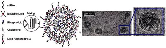 Next-generation vaccines: Nanoparticle-mediated delivery of DNA and mRNA
