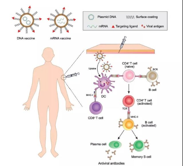 Next-generation vaccines: Nanoparticle-mediated delivery of DNA and mRNA