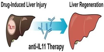 Blocking IL-11 helps regenerate liver cells after drug-induced liver injury