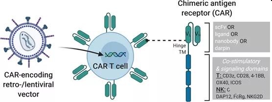 Use cell and genome modification to generate CAR T and CAR NK cells