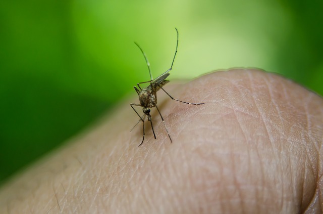 Nature: How to use live vaccines to eradicate malaria? 