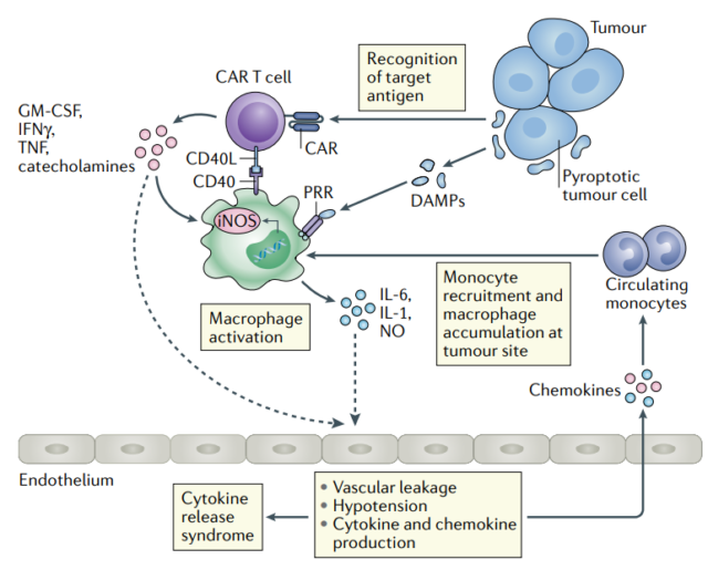 The toxicity of CAR-T related to the induction of a strong immune response