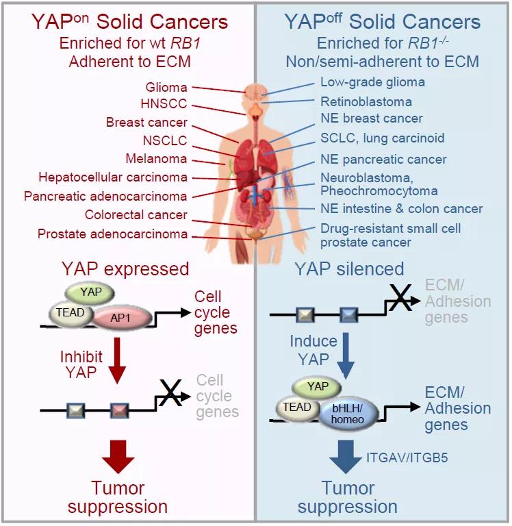All cancer can be divided into two types based on YAP protein expressing