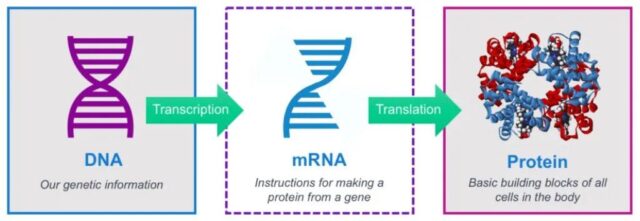 Interpretation of the R&D route of mRNA vaccine giant Moderna