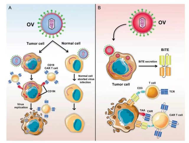 Immunotherapy: Combination therapy of CAR-T cells and oncolytic virus