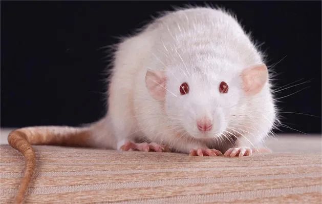 Why does the successful pregnancy of male rats become so controversial?