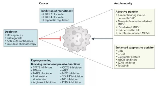 Tumor immunity: Suppressor cells from bone marrow