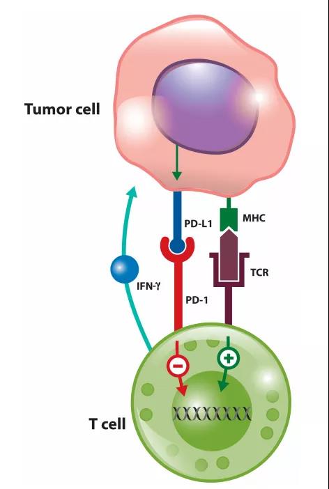 Tumor immune microenvironmental biomarkers and immunotherapy response