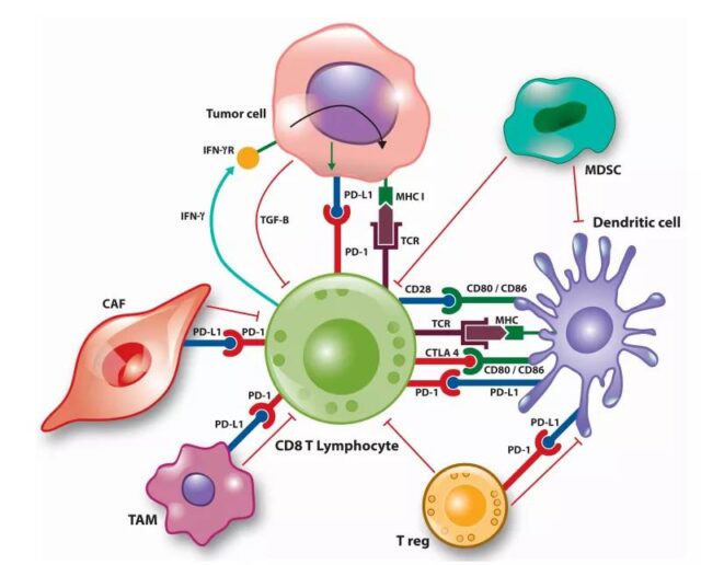 Tumor immune microenvironmental biomarkers and immunotherapy response