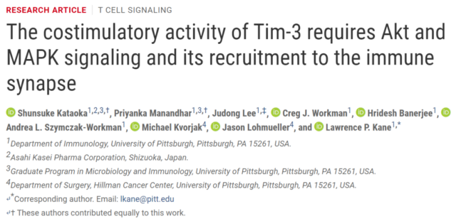 Targeting TIM-3 can restore the anti-cancer activity of T cells