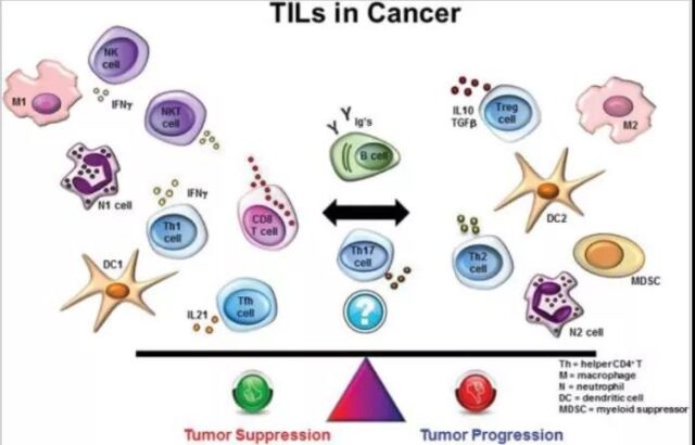 Why is the tumor marker: TIL getting more and more popular? 