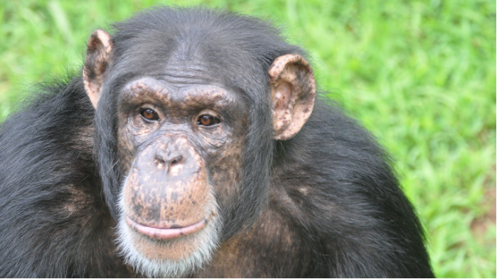 9 primates in U.S. received experimental non-human COVID-19 vaccines