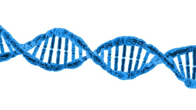 Noncoding DNA may lead to the development of cancer