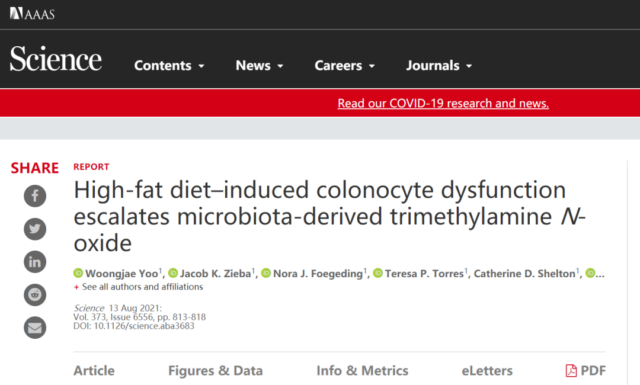 High-fat diet can cause inflammation and damage intestinal epithelial cells