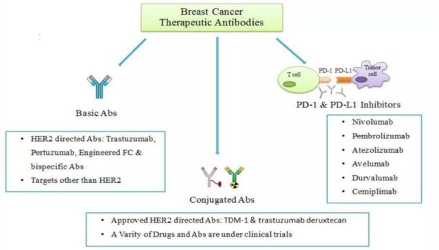 Breast cancer antibody treatment: Monoclonal antibodies | double antibodies | ADC
