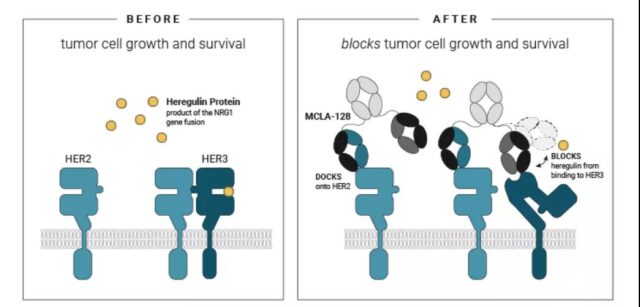 Breast cancer antibody treatment: Monoclonal antibodies | double antibodies | ADC