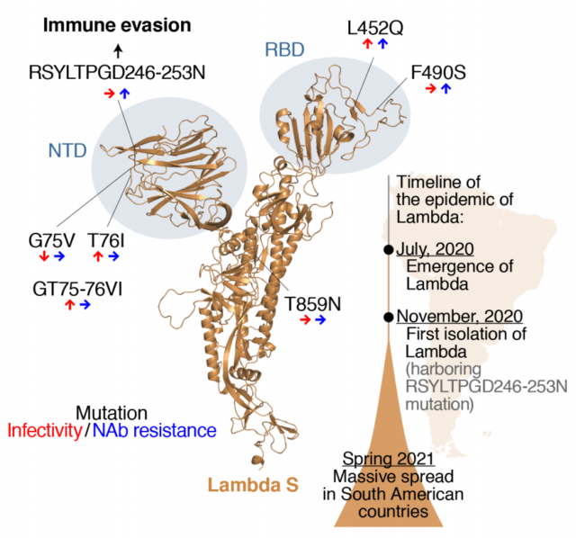 More dangerous COVID-19 variant: Lambda has widely spread.  