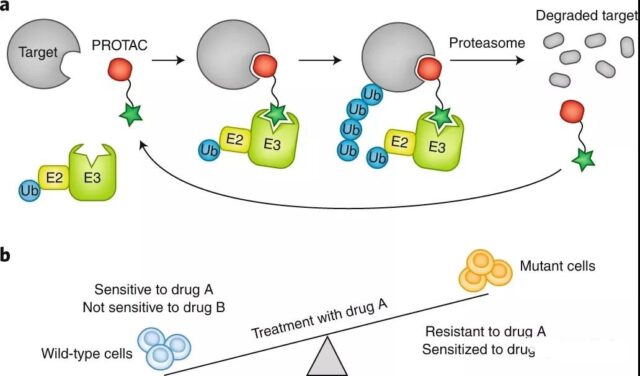 New strategies for overcoming drug resistance in targeted tumor therapy.