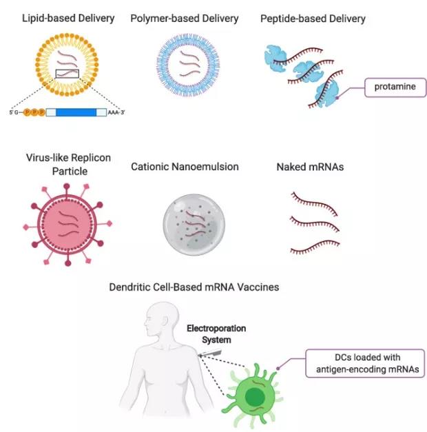 Overview of the development of mRNA vaccines: Part Two. 